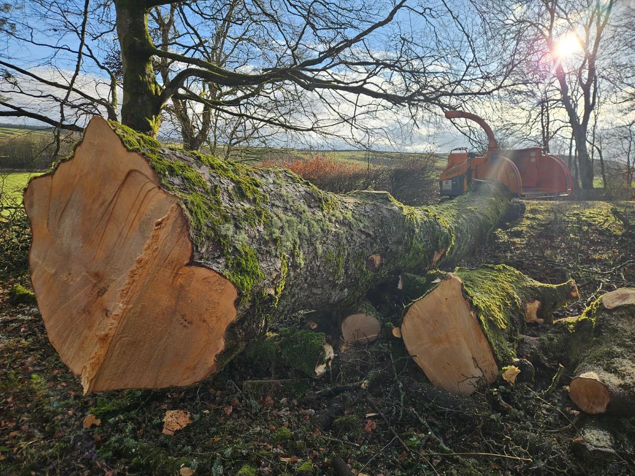 Large tree felling
