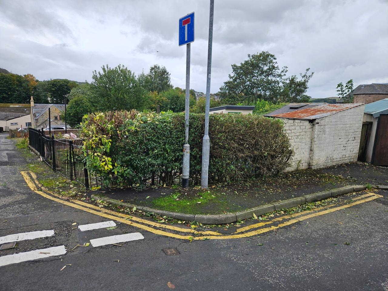 Roadside hedge after trimming