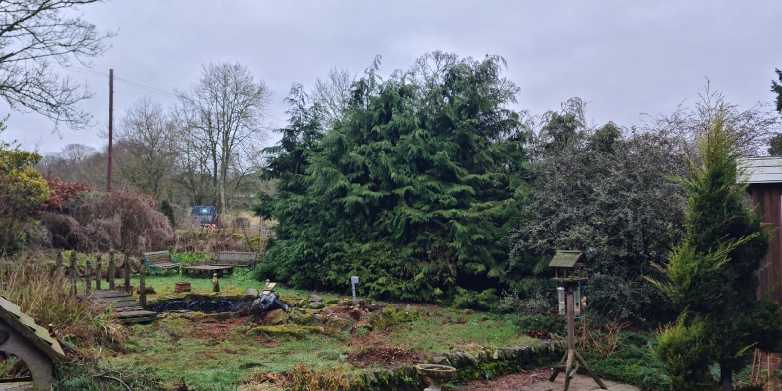Overgrown garden with long grass and brambles