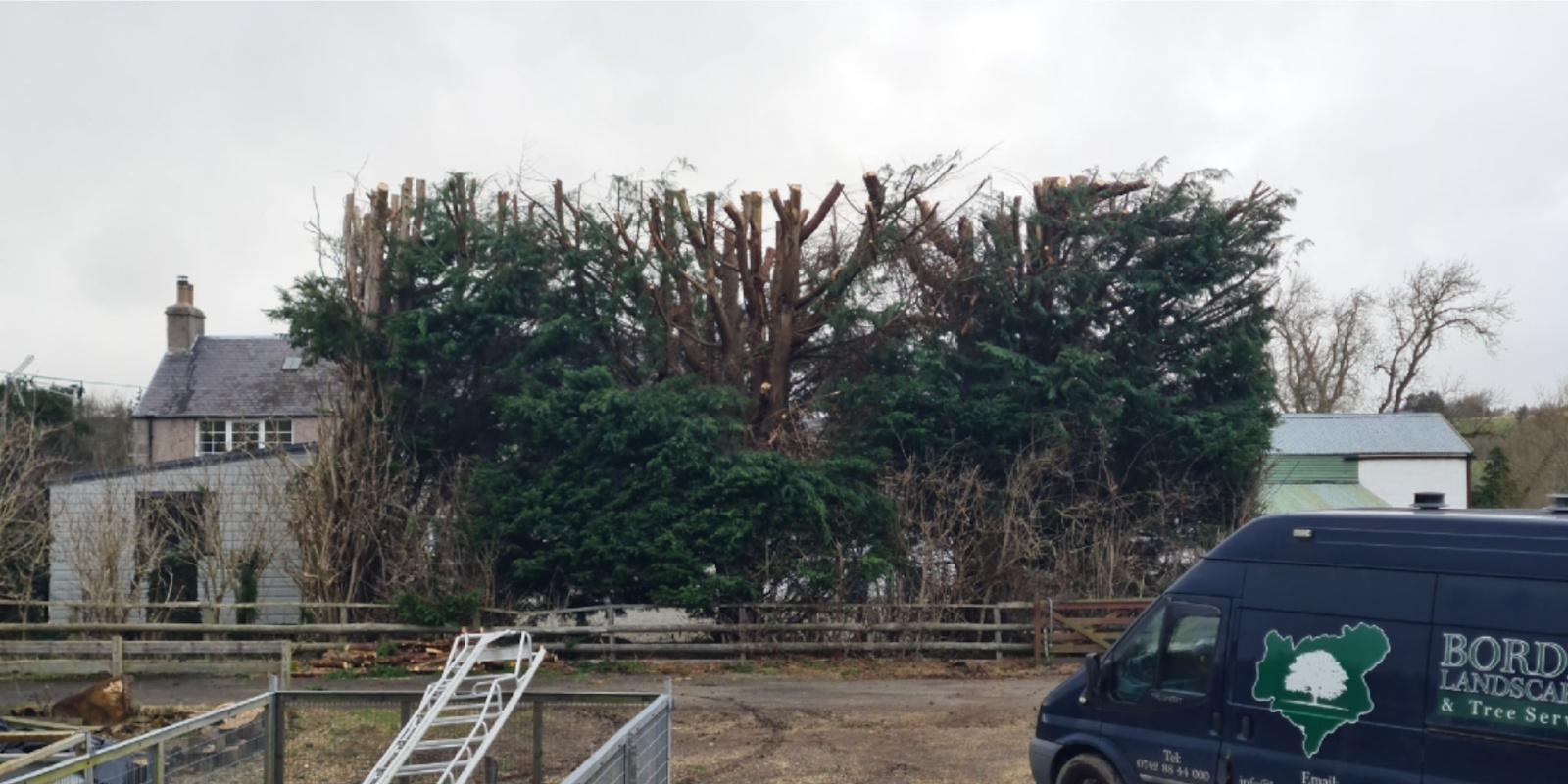Same sycamore after a balanced crown reduction