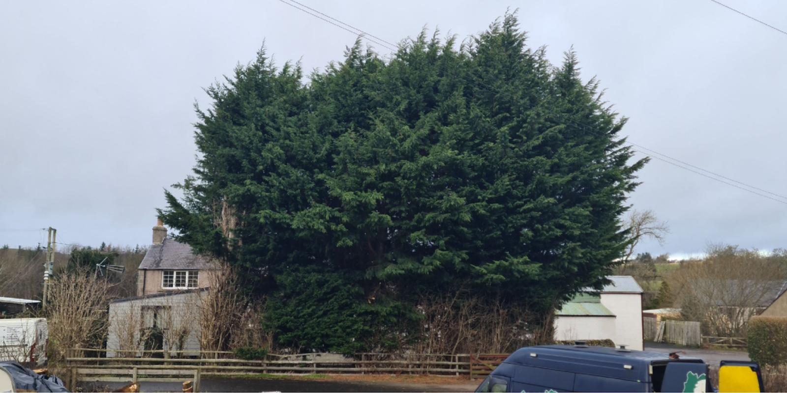 Sycamore with a large, dense crown over a garden
