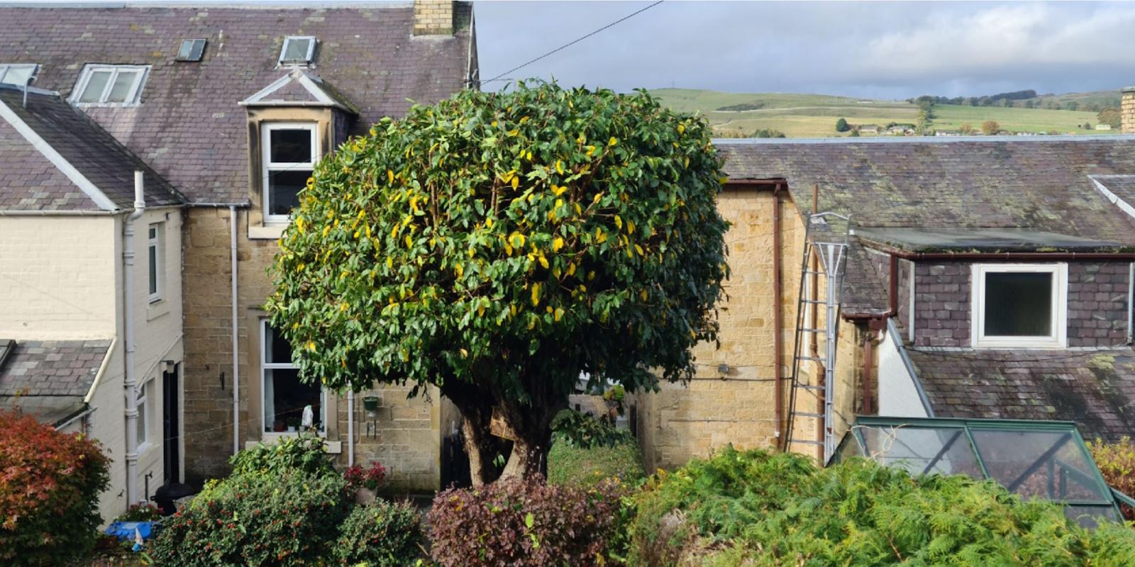 Same sycamore after a balanced crown reduction