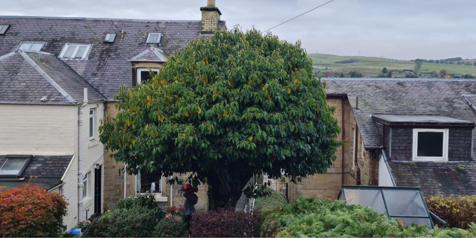 Sycamore with a large, dense crown over a garden
