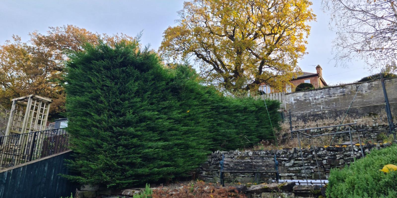Sycamore with a large, dense crown over a garden