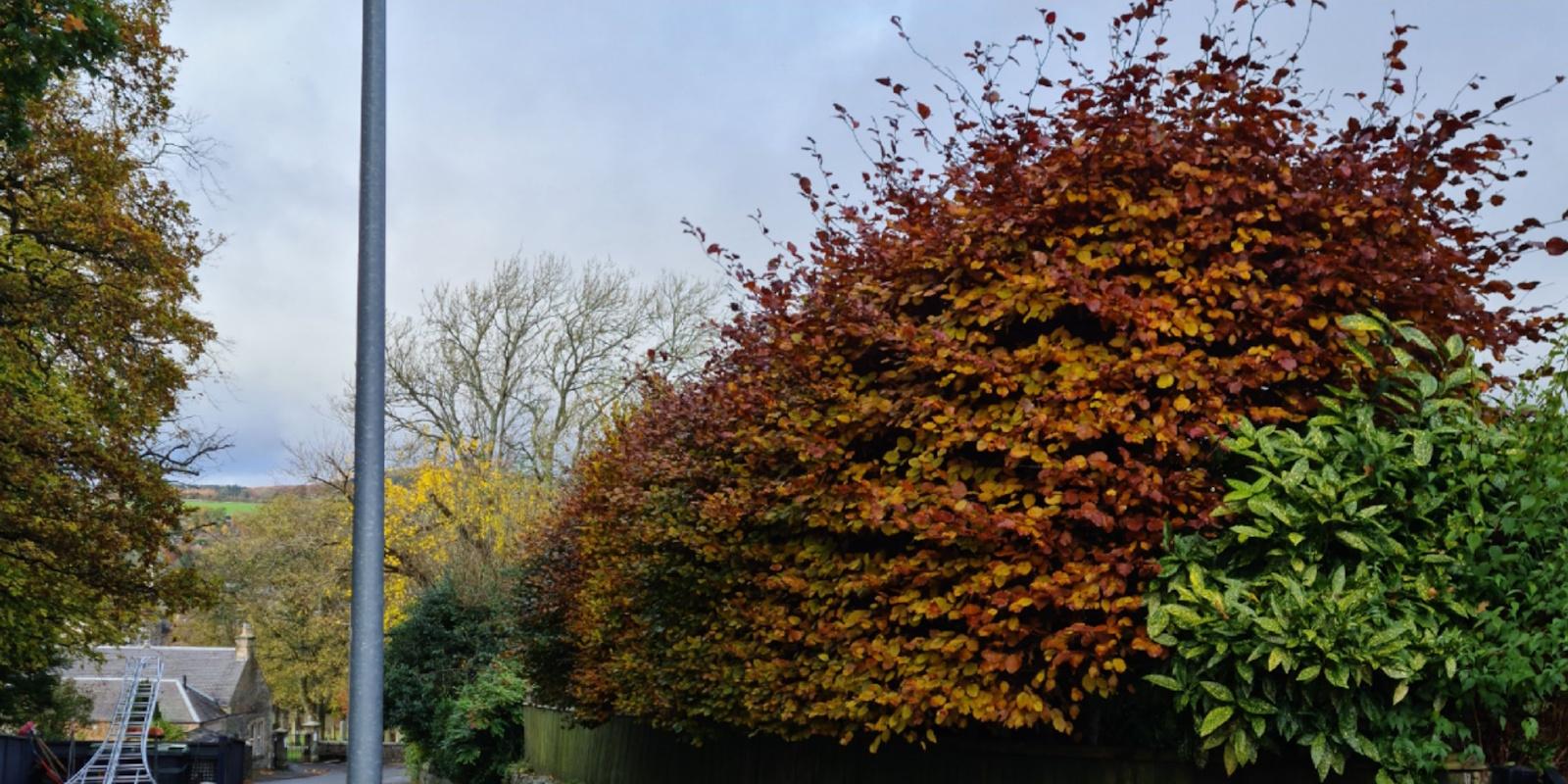 Sycamore with a large, dense crown over a garden