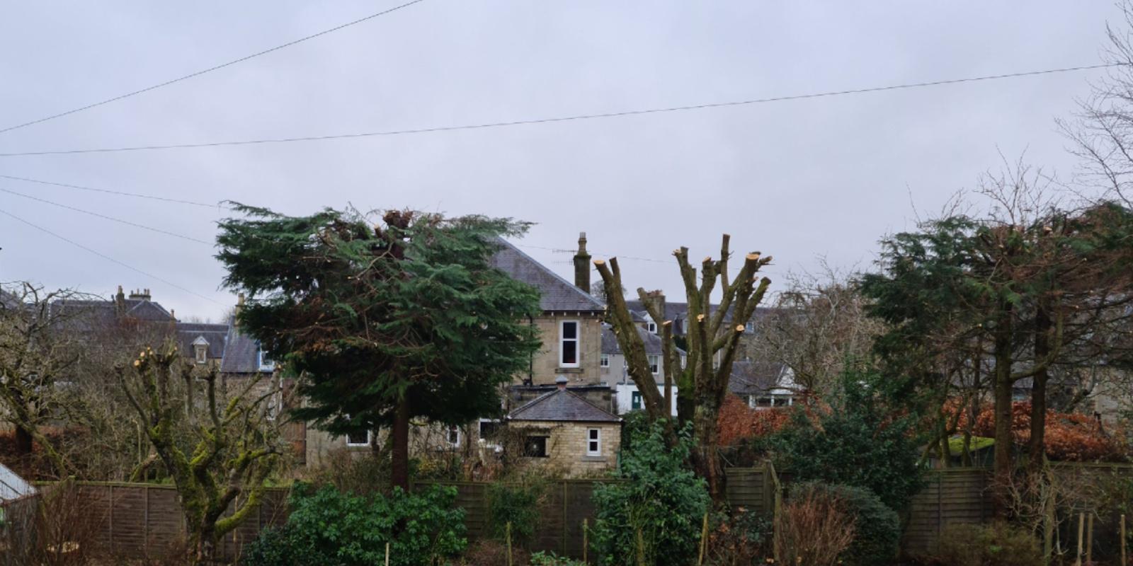 Same sycamore after a balanced crown reduction