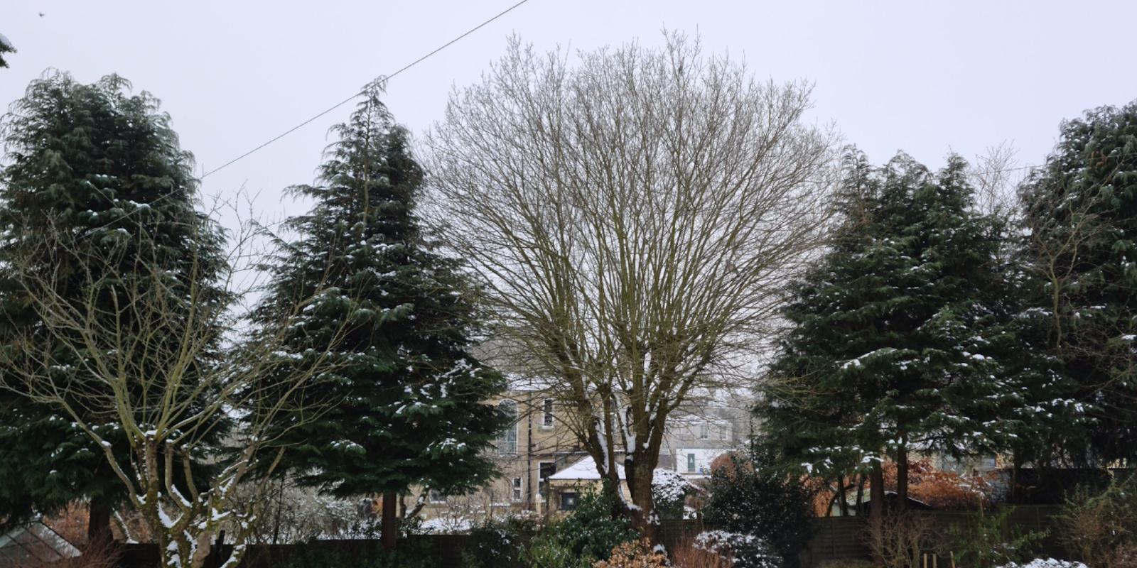 Sycamore with a large, dense crown over a garden