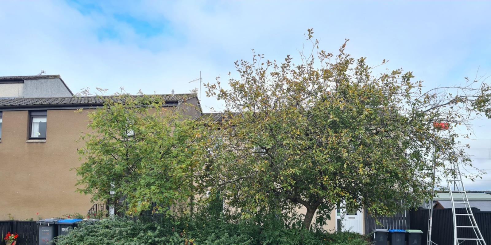 Sycamore with a large, dense crown over a garden